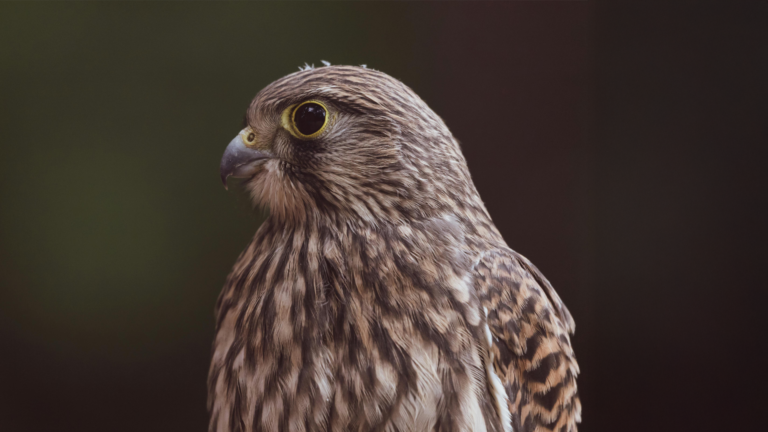 California Man Jailed for Pouring Alcohol Into Hawk’s Mouth
