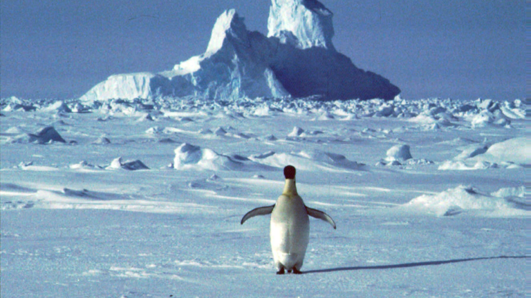 Crowded Colonies: How Melting Ice Is Reshaping Penguin Life