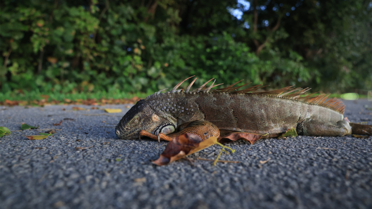 Frozen Iguanas Fall From Trees in Florida Cold Snap