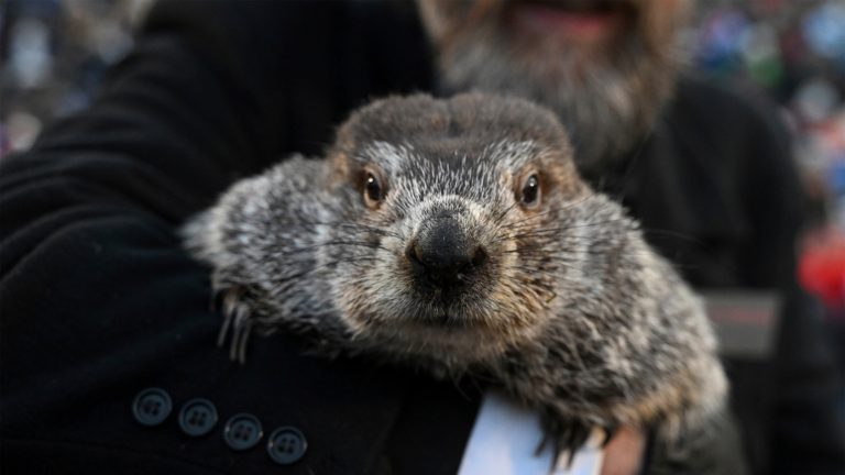 How Groundhog Day Became a National Tradition