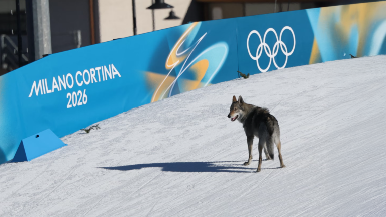 Husky Crashes Winter Olympics Ski Race Finish