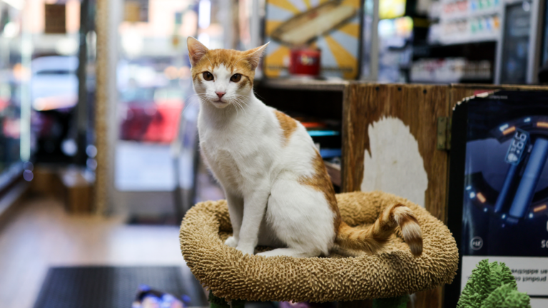 NYC’s Bodega Cats: Loved, Illegal, Now Debated