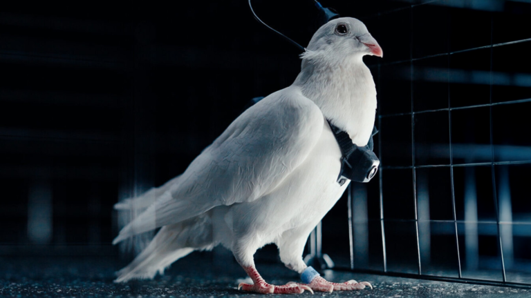 Russia’s New Spy Drone Is a Remote-Controlled Cyborg Pigeon