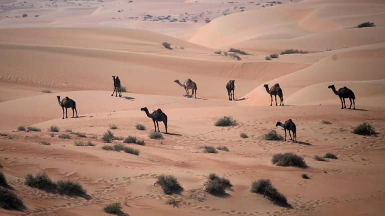 Saudi Arabia Begins Issuing Passports for Camels