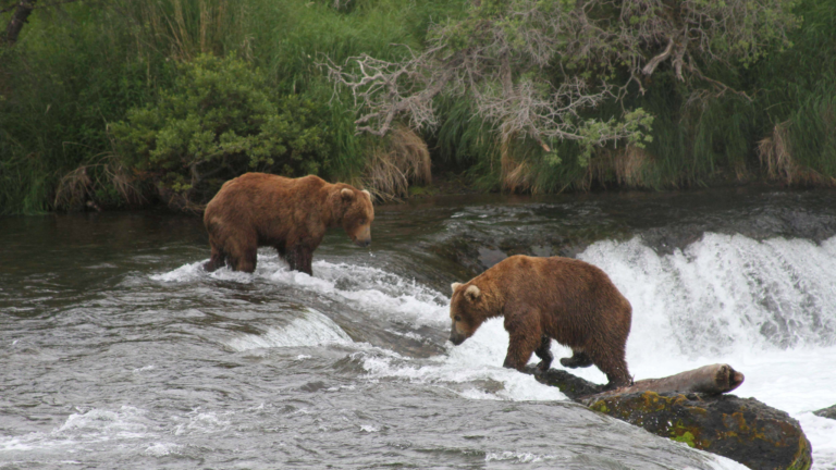 What Life Looks Like on Alaska’s North Slope — Through a Bear