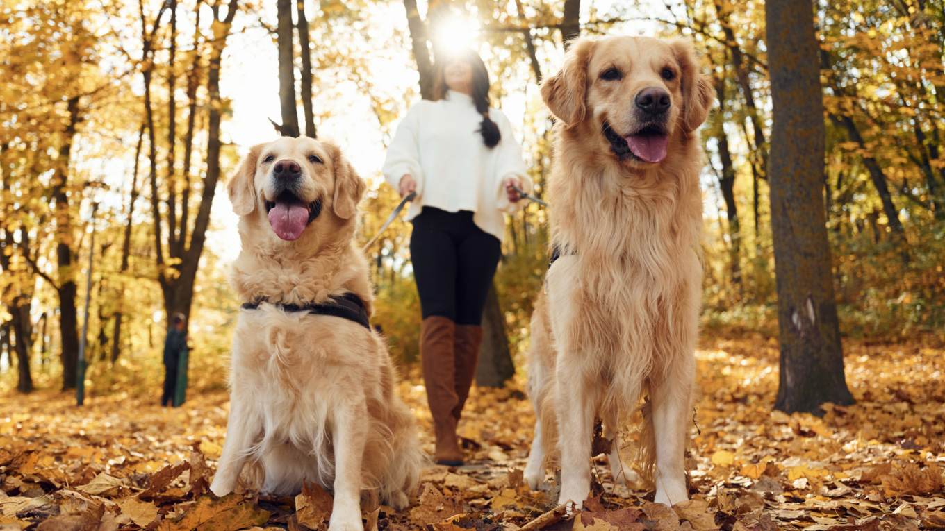 Oldest dog DNA suggests 16,000 years of human companionship