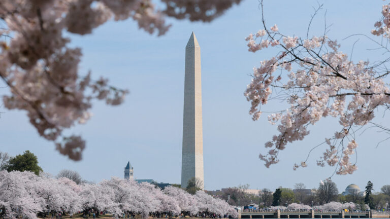 DC Cherry Blossoms Reach Peak Bloom