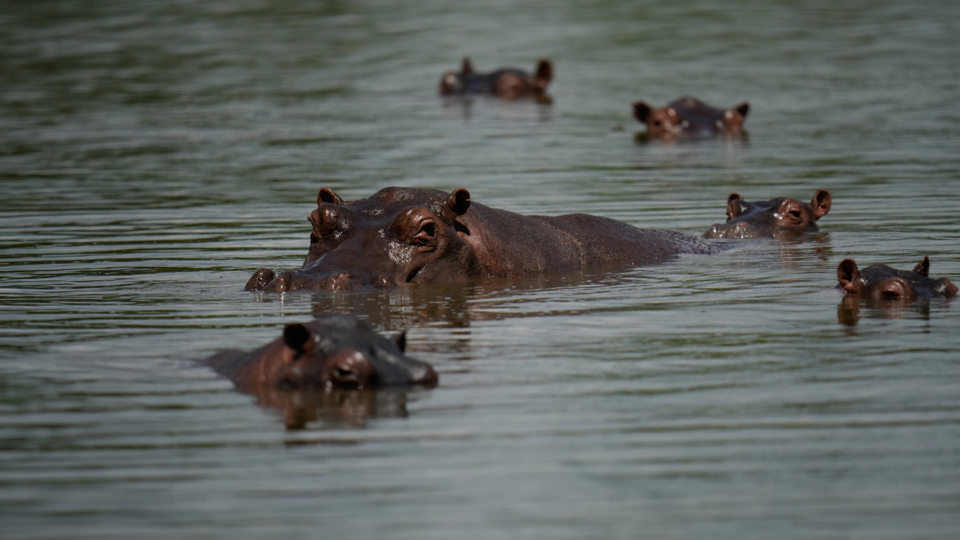 Colombia’s hippo problem: from drug lord legacy to crisis