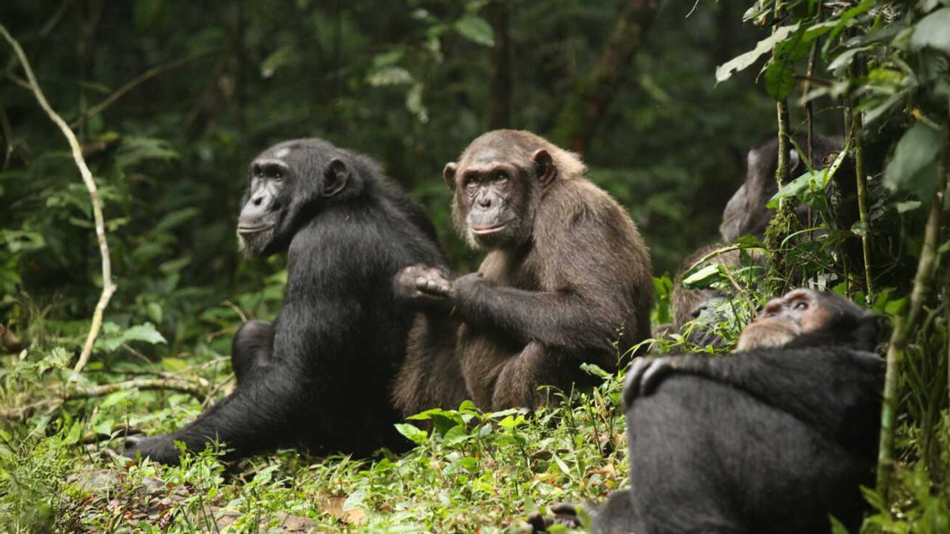 Inside the Deadly Chimp Civil War