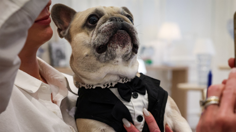 Luxury Dog Collars Debut in New York With Diamond Designs