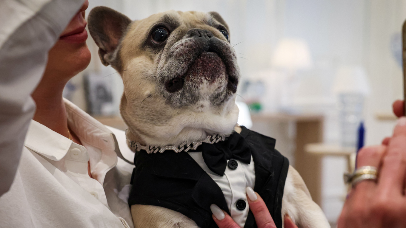 Luxury Dog Collars Debut in New York With Diamond Designs