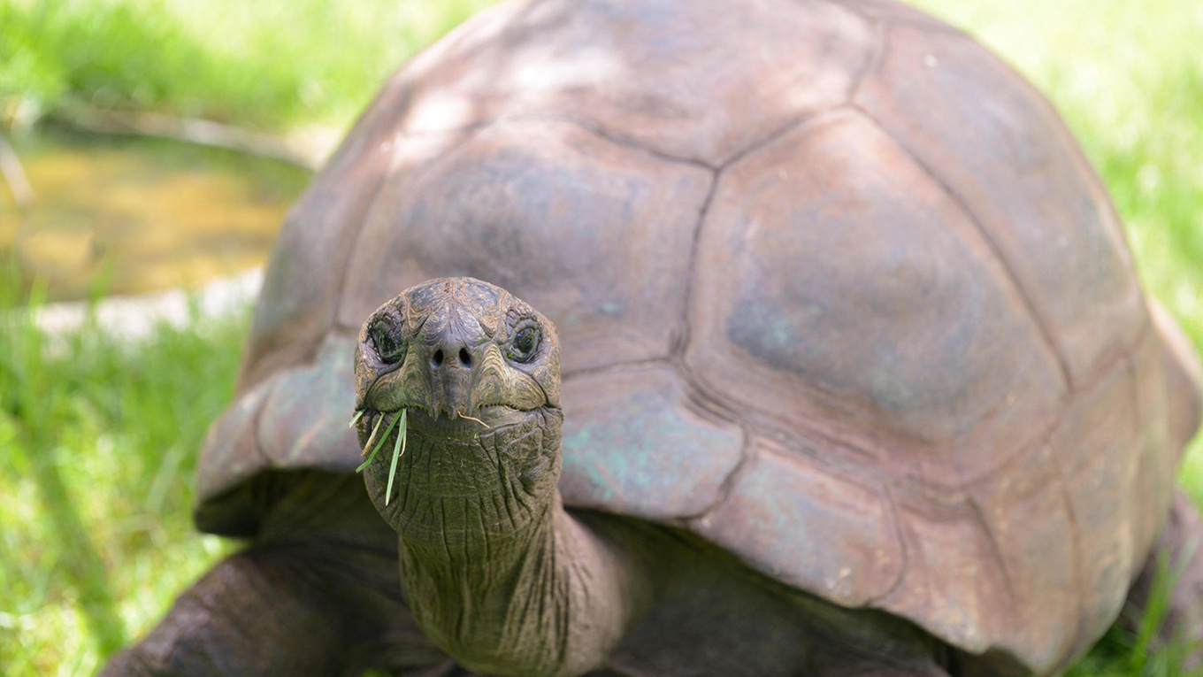 Meet Jonathan: the 193-year-old tortoise behind a viral hoax