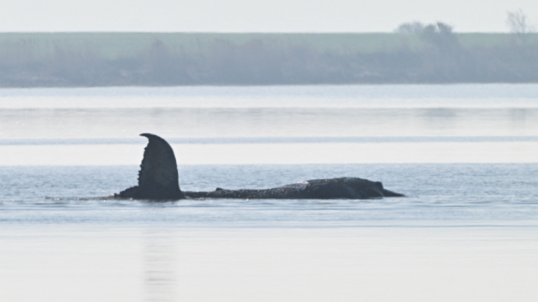 Race to Save Stranded Whale in Germany