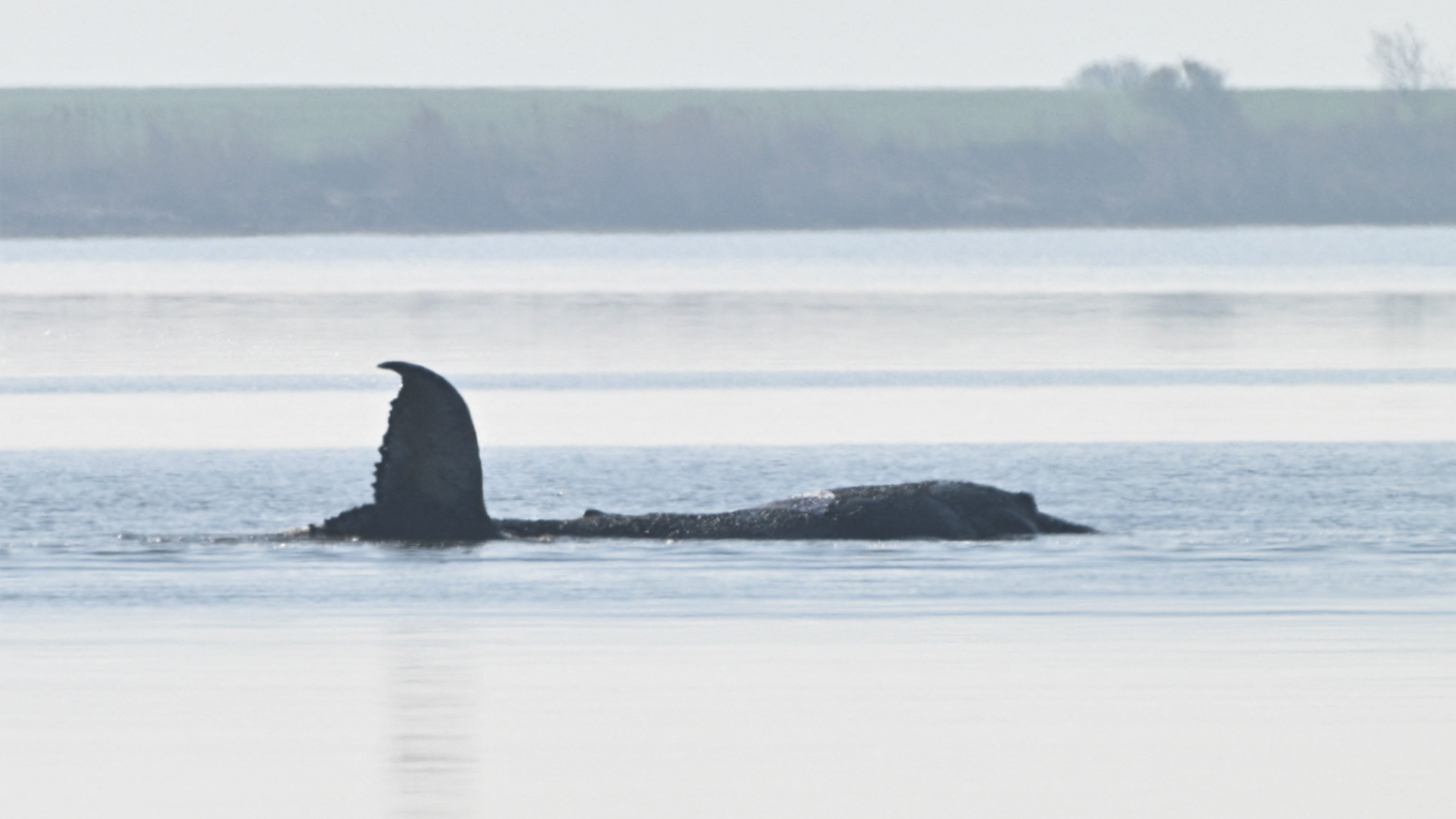 Race to Save Stranded Whale in Germany