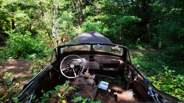 Step Into a Forest Where 4,400 Cars Were Left Behind