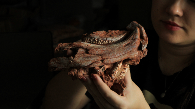 This Is What a Parrot-Beaked Reptile Looked Like 230 Million Years Ago