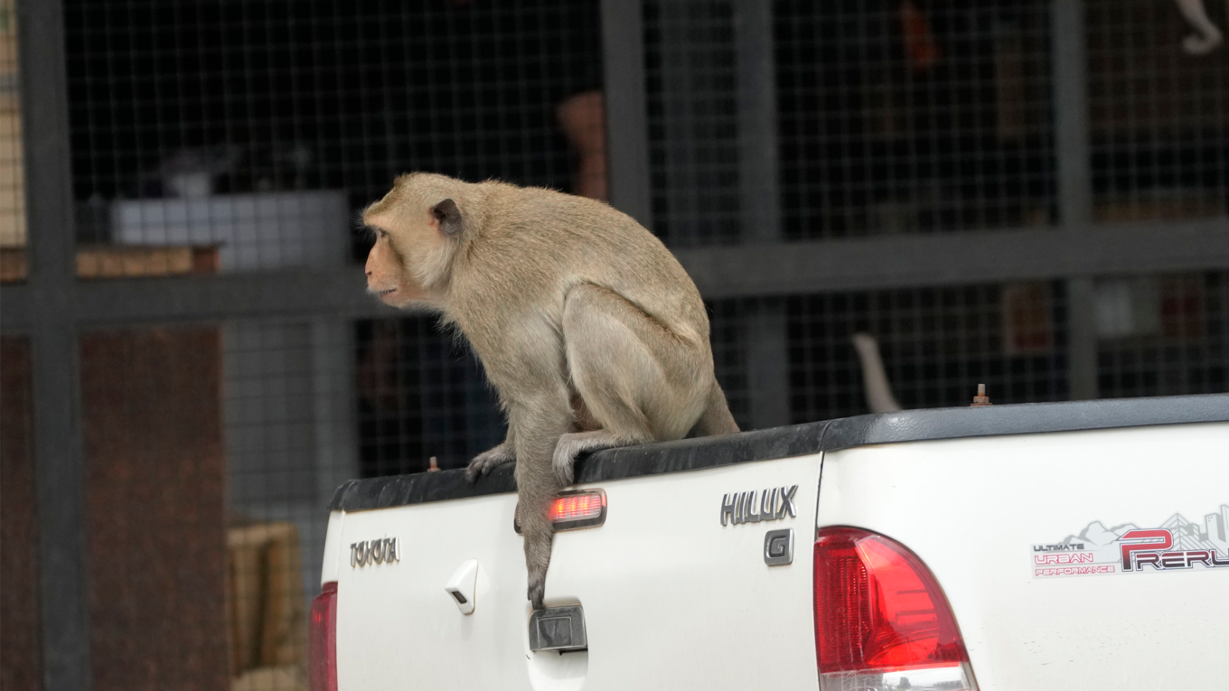 U.S. Navy Mission Disrupted by Monkey Attack in Thailand