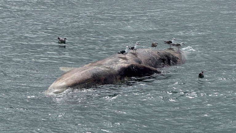 Why Are Gray Whales Dying in San Francisco Bay?