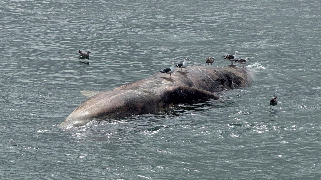 Why Are Gray Whales Dying in San Francisco Bay?