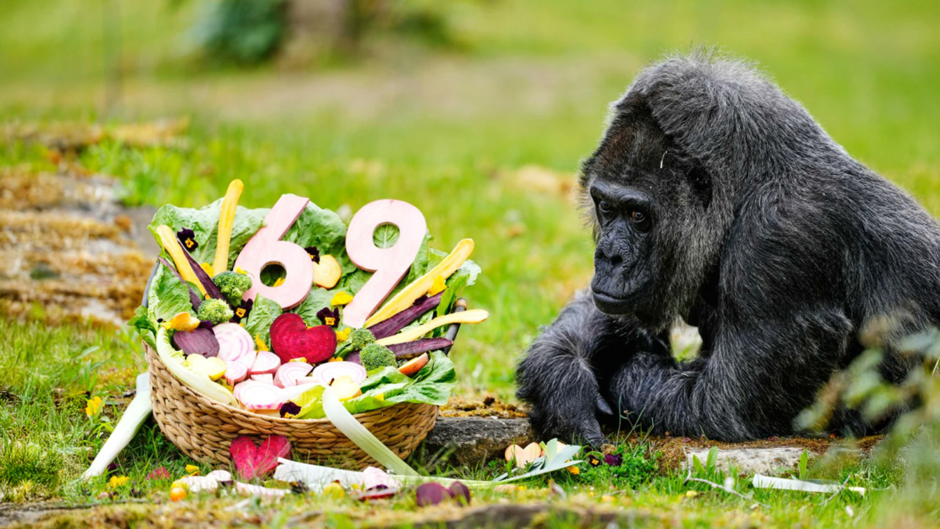 World’s Oldest Gorilla Turns 69